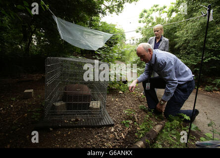 Forensische Entomologie Stockfoto