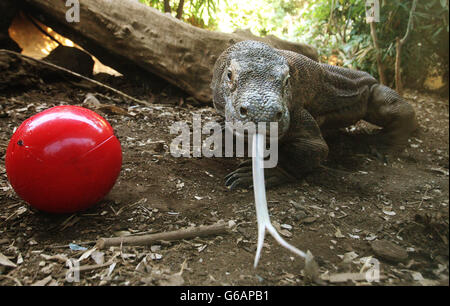 Raja, ein 15-jähriger Komodo-Drache, bekommt im London Zoo eine rote Kugel gefüllt mit seinem Lieblingsgericht als unterhaltsame Art und Weise, gefüttert zu werden. Stockfoto