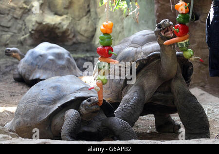 L-R Dolly und Dirk, Galapagos Tortoises, werden im London Zoo mit Obst und Gemüse gefüttert, das als unterhaltsame Art und Weise vor ihnen baumelt. Stockfoto