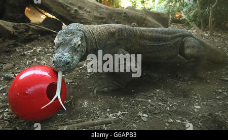 Fütterung von Drachen und Schildkröten im Londoner Zoo Stockfoto