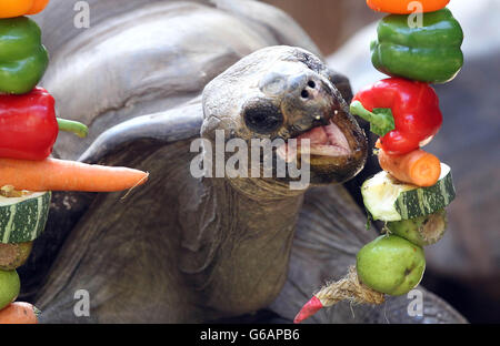 Dirk, die Galapagos Tortoise, die im Londoner Zoo mit Obst und Gemüse gefüttert wird, die als unterhaltsame Art und Weise vor ihnen baumelt. Stockfoto