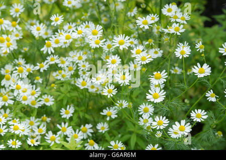 Matricaria Chamomilla. Kamille / duftende Mayweed im Frühsommer Stockfoto