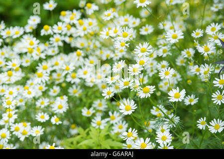 Matricaria Chamomilla. Kamille / duftende Mayweed im Frühsommer Stockfoto