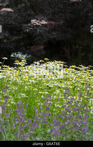 Schwarzer Holunder und Kamille blüht im Frühsommer. UK Stockfoto