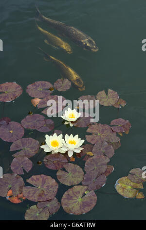 Nymphaea. Seerosen und Koi-Karpfen im Teich Stockfoto