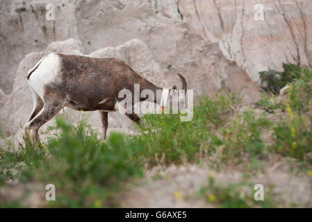 Weibliche Bighorn Schafe grasen auf Badlands Nationalpark, South Dakota, USA Stockfoto