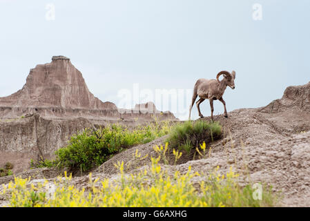 Dickhornschafe, Badlands Nationalpark, South Dakota, USA Stockfoto