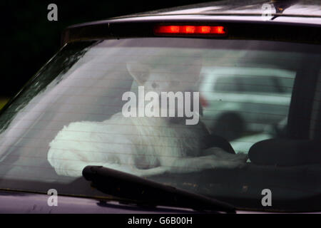 Weißer Hund in der Heckscheibe eines Autos Stockfoto