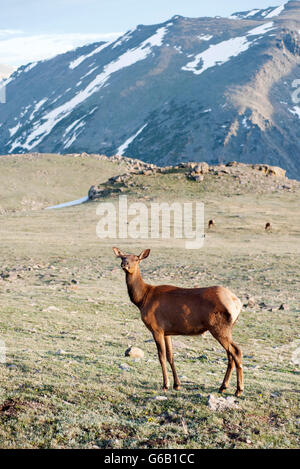 Weibliche Elche, Rocky Mountain Nationalpark, Colorado, USA Stockfoto