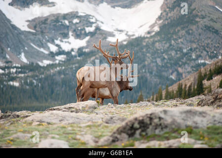 Elch Bullen, Rocky Mountain Nationalpark, Colorado, USA Stockfoto