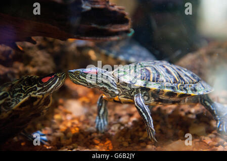 Rot-eared Slider Schildkröten (ist Scripta Elegans) Stockfoto