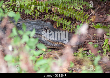 Alligator, Everglades-Nationalpark, Florida, USA Stockfoto