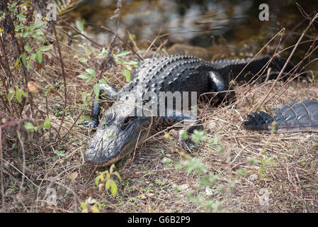 Alligator im Everglades-Nationalpark, Florida, USA Stockfoto