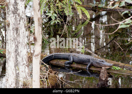 Alligator ruht auf Baumstamm im Everglades-Nationalpark, Florida, USA Stockfoto