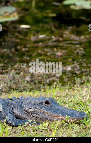 Alligator im Everglades-Nationalpark, Florida, USA Stockfoto