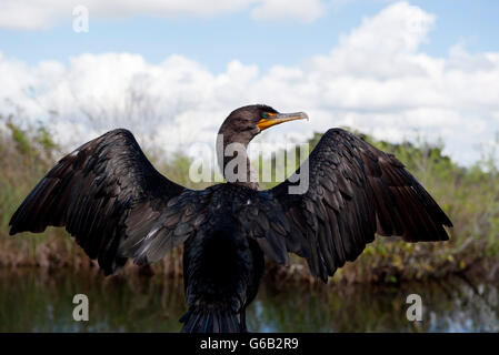 Doppel-crested Kormoran (Phalacrocorax Auritus), Everglades-Nationalpark, Florida, USA Stockfoto