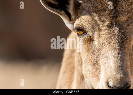 Abstrakt Nahaufnahme von Augen- und Kopfbewegungen des vom Aussterben bedrohten nubischen Steinbock Capra Nubiana mit diffusen Hintergrund Eilat Berg Israel Stockfoto