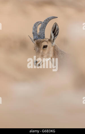 Vom Aussterben bedrohte weibliche nubischen Steinbock Capra Nubiana mit diffuse Vordergrund- und Hintergrundfarben Eilat Berg Israel Stockfoto