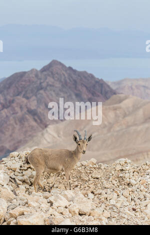 Gefährdeten weiblichen nubischen Steinbock Capra Nubiana auf felsigen Gelände Eilat Berg Israel mit Blick auf Golf von Aqaba Stockfoto