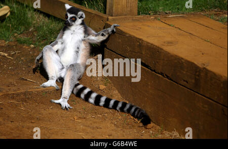 Ein Ringschwanz-Lemur wird im Whipsnade Zoo in der Nähe von Dunstable als Teil ihrer jährlichen Einwiegung gewogen. Stockfoto