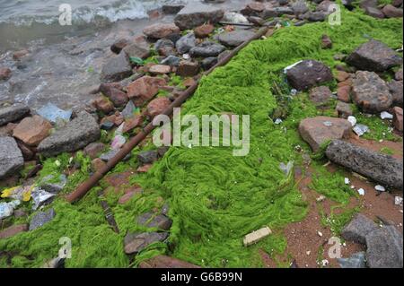 Qingdao, China. 24. Juni 2016. Qingdao, China - 24. Juni 2016: Südwind bringt Explosion von Enteromorpha Prolifra in Qingdao Deckel 58 Quadratkilometer. Lokale Regierung behauptet es als Notfall bei der Ebene Credit: SIPA Asien/ZUMA Draht/Alamy Live News Stockfoto