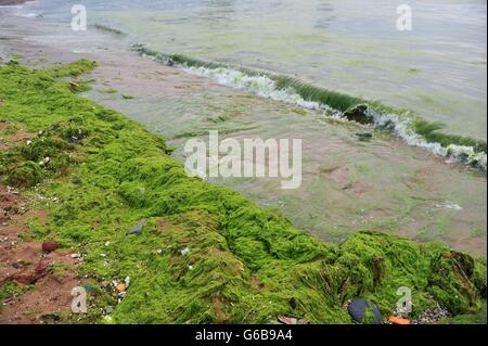 Qingdao, China. 24. Juni 2016. Qingdao, China - 24. Juni 2016: Südwind bringt Explosion von Enteromorpha Prolifra in Qingdao Deckel 58 Quadratkilometer. Lokale Regierung behauptet es als Notfall bei der Ebene Credit: SIPA Asien/ZUMA Draht/Alamy Live News Stockfoto