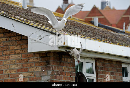 Brighton, UK. 24. Juni 2016. Natur kann scheinen sehr grausam als Erwachsener Silbermöwe Angriff eines eigenen Küken scheint vor dem werfen es aus einem Dach im Bereich Queens Park von Brighton heute Credit: Simon Dack/Alamy Live News Stockfoto