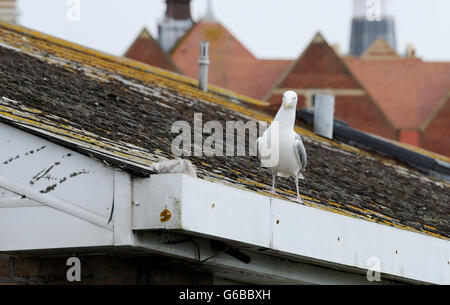 Brighton, UK. 24. Juni 2016. Natur kann scheinen sehr grausam als Erwachsener Silbermöwe Angriff eines eigenen Küken scheint vor dem werfen es aus einem Dach im Bereich Queens Park von Brighton heute Credit: Simon Dack/Alamy Live News Stockfoto