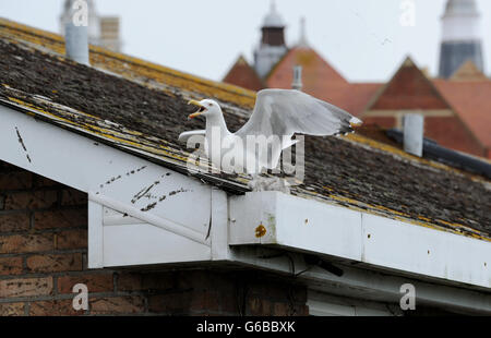 Brighton, UK. 24. Juni 2016. Natur kann scheinen sehr grausam als Erwachsener Silbermöwe Angriff eines eigenen Küken scheint vor dem werfen es aus einem Dach im Bereich Queens Park von Brighton heute Credit: Simon Dack/Alamy Live News Stockfoto