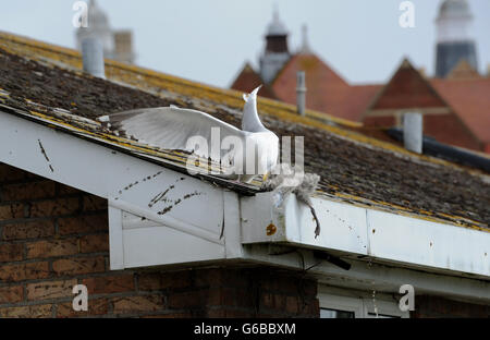 Brighton, UK. 24. Juni 2016. Natur kann scheinen sehr grausam als Erwachsener Silbermöwe Angriff eines eigenen Küken scheint vor dem werfen es aus einem Dach im Bereich Queens Park von Brighton heute Credit: Simon Dack/Alamy Live News Stockfoto