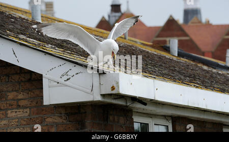 Brighton, UK. 24. Juni 2016. Natur kann scheinen sehr grausam als Erwachsener Silbermöwe Angriff eines eigenen Küken scheint vor dem werfen es aus einem Dach im Bereich Queens Park von Brighton heute Credit: Simon Dack/Alamy Live News Stockfoto