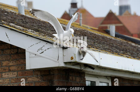 Brighton, UK. 24. Juni 2016. Natur kann scheinen sehr grausam als Erwachsener Silbermöwe Angriff eines eigenen Küken scheint vor dem werfen es aus einem Dach im Bereich Queens Park von Brighton heute Credit: Simon Dack/Alamy Live News Stockfoto