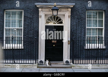 London, UK. 24. Juni 2016. Larry die Katze sieht außerhalb 10 Downing Street in London, Großbritannien am 24. Juni 2016. Bildnachweis: Han Yan/Xinhua/Alamy Live-Nachrichten Stockfoto