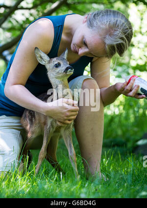 Tierarzt Assistentin Franziska die Pflege von fünf Wochen alten Faon auf einer Wiese im Tierheim in Fuerstenwalde, Deutschland, 23. Juni 2016. Das Tierheim in Fuerstenwalde gehört eine kleine Tierklinik. Tierarzt Assistentin Franziska hat das gefundenen Kitz kümmert um dessen Mutter von einer Erntemaschine für vier Wochen getötet wurde. Foto: PATRICK PLEUL/dpa Stockfoto