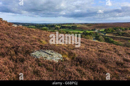 . Die North York Moors Nationalpark im Frühling mit blühenden Gräser, Heidekraut und umliegende Felder Bäume. Stockfoto