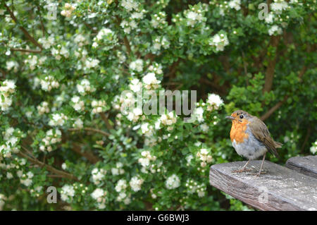 Vogel sitzt auf einem Tisch in der Natur. Stockfoto