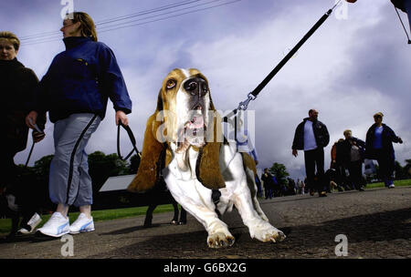 Welt Rekord Dog Walking Versuch Stockfoto