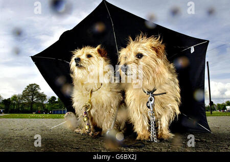 Zwei Norfolk Terrier Hunde, Mick und Mouse, im Besitz von Alison Mather, machen bei starkem Regen eine Pause während eines Weltrekordversuchs mit mehr als 3,000 Hunden im Royal Highland Centre in Edinburgh. Danny, die Pekinese Best in Show auf den Crufts, wird in diesem Jahr die Hauptattraktion sein. *..die Veranstaltung wird Mittel für das Kleintierkrankenhaus UIltrasound Appeal der Universität Edinburgh sammeln. Stockfoto