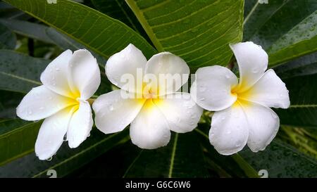 Schöne weiße gelbe Plumeria Blüten mit Regentropfen Stockfoto