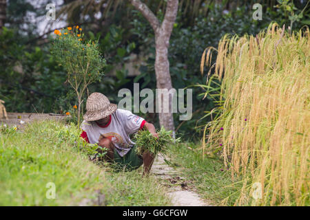 Ein Bauer neigt dazu, seine Kulturen in den Reisfeldern außerhalb von Ubud, Bali, Indonesien Stockfoto