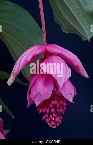 Nahaufnahme einer rose medinilla Stockfoto