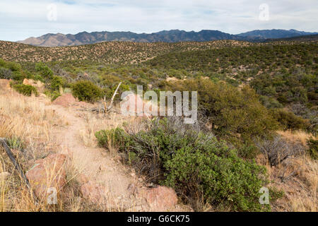 Die Arizona-Trail schlängelt sich durch Eichen auf dem Weg in Richtung Huachuca Mountains. Coronado National Forest, Arizona Stockfoto