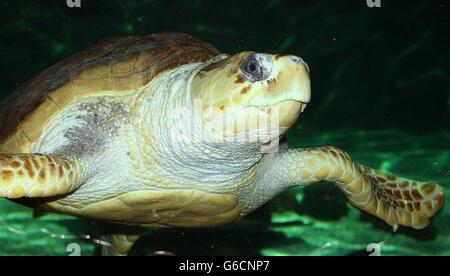 Bernard Le Tourneur wird wieder mit einer Loggerhead Turtle vereint, die er von einem Strand in Jersey gerettet hat, nachdem er sie vor mehr als 50 Jahren in Algen gestrandet fand. Herr Le Tourneur, 71, *..sagte, es sei, als ob er einen alten Freund treffen würde, als er die Loggerhead-Schildkrötenklumpen Tintenfisch im ältesten Aquarium des Landes, in Brighton, fütterte. Das Wiedersehen kam 53 Jahre nachdem Herr Le Tourneur die kleine Babyschildkröte fand, als er am 19 1950. November mit seinem Vater am Strand von Jersey für die Familienfarm Algen sammelte. 30/06/2004: Der Tourismus droht, die größte Population von Karettschildkröten in der zu zerstören Stockfoto