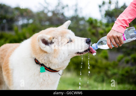 Wandern mit Hund in Bergen und Trinkwasser. Akita Inu Hund trinkt aus Flasche Wasser. Reisen, trekking und Outdoor-Aktivität-c Stockfoto