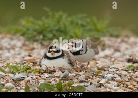 Sandregenpfeifer, Zucht, Texel, Niederlande / (Charadrius Hiaticula) Stockfoto