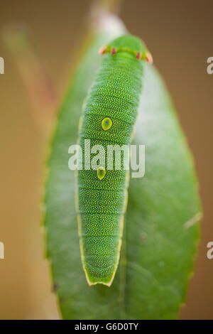 Foxy Kaiser, Raupe / (Charaxes Jasius) Stockfoto