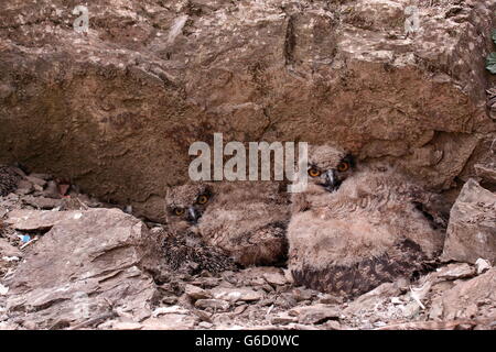 Eurasische Adler-Eule, Küken, Deutschland / (Bubo Bubo) Stockfoto