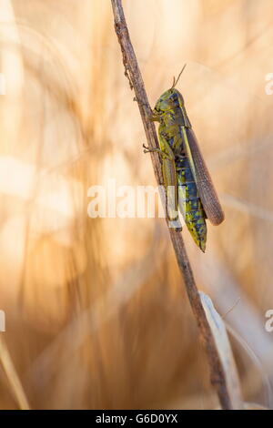 , Deutschland / (Stethophyma Grossum) Stockfoto