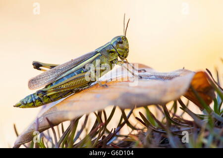 , Deutschland / (Stethophyma Grossum) Stockfoto