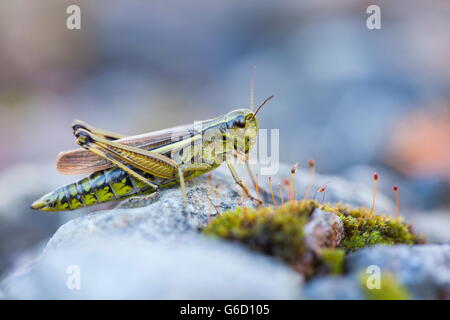 , Deutschland / (Stethophyma Grossum) Stockfoto